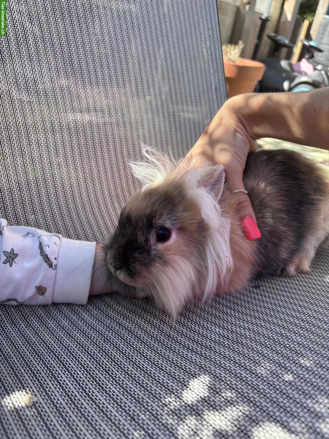 Bild 9: Löwenkopfkaninchen zu verkaufen