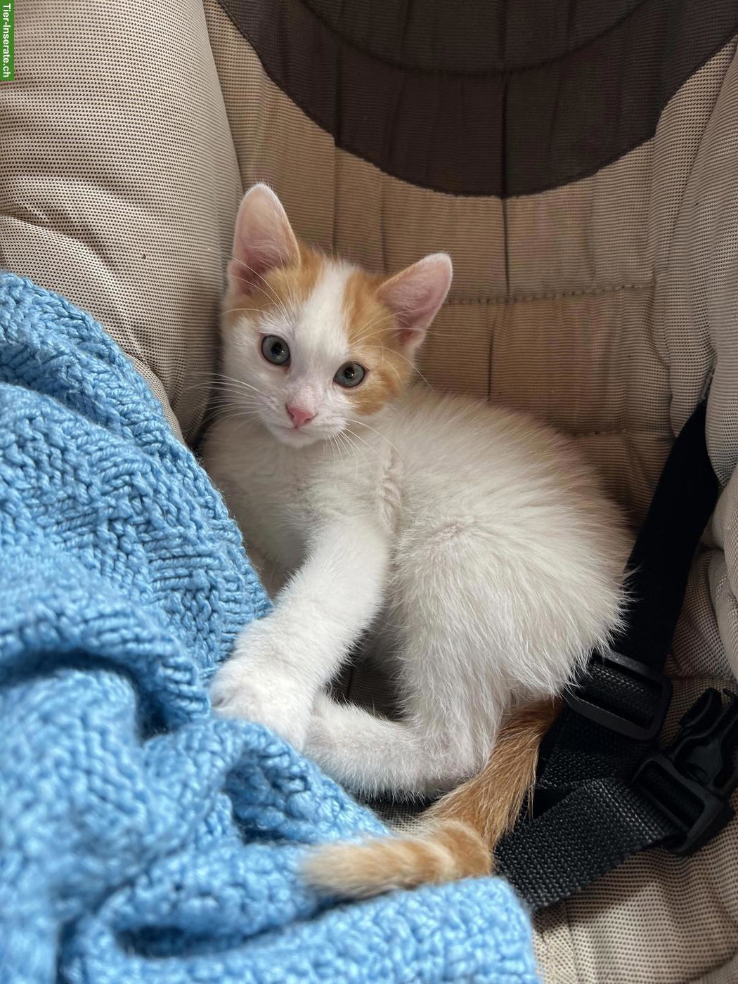 Junge Kätzchen, Kater suchen ein Zuhause