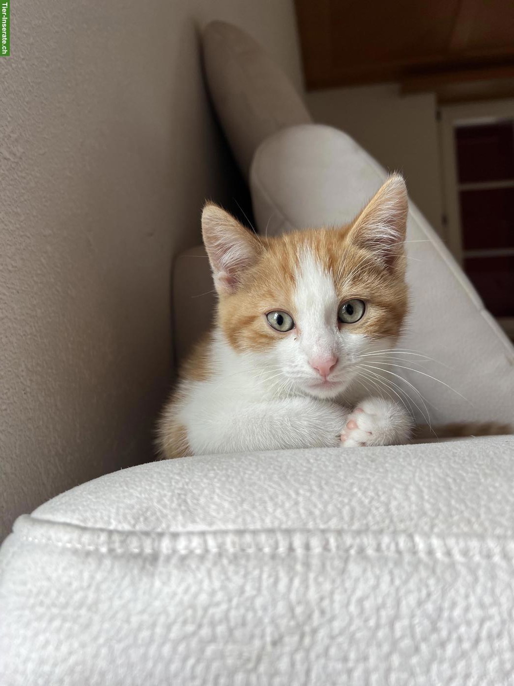 Bild 2: Junge Kätzchen, Kater suchen ein Zuhause