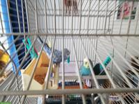 Wellensittich Weibchen gesucht