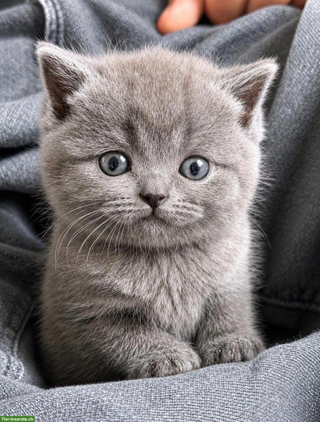 Reinrassige BKH Katzenbabys zu verkaufen
