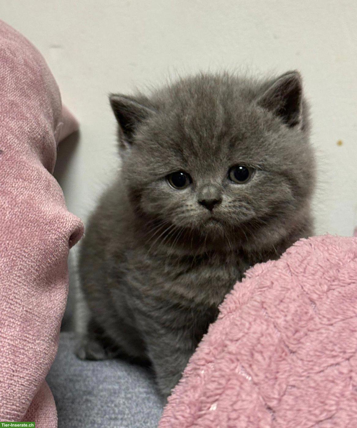 Bild 2: Reinrassige BKH Katzenbabys zu verkaufen