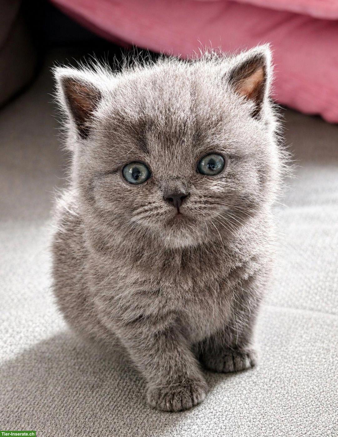 Bild 3: Reinrassige BKH Katzenbabys zu verkaufen