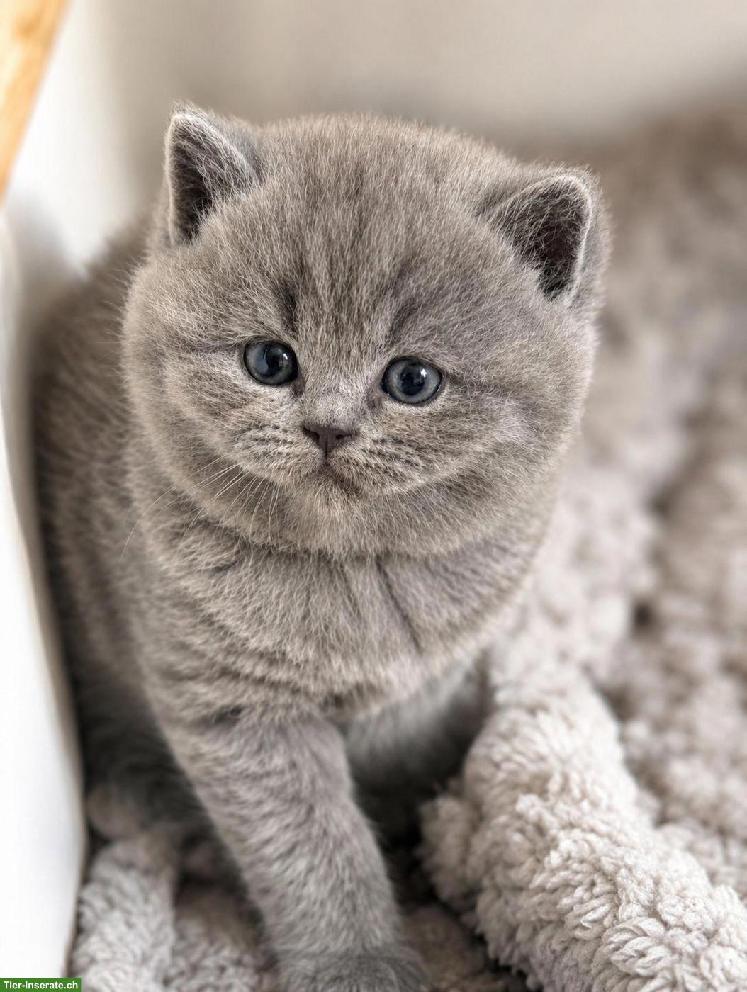 Bild 4: Reinrassige BKH Katzenbabys zu verkaufen