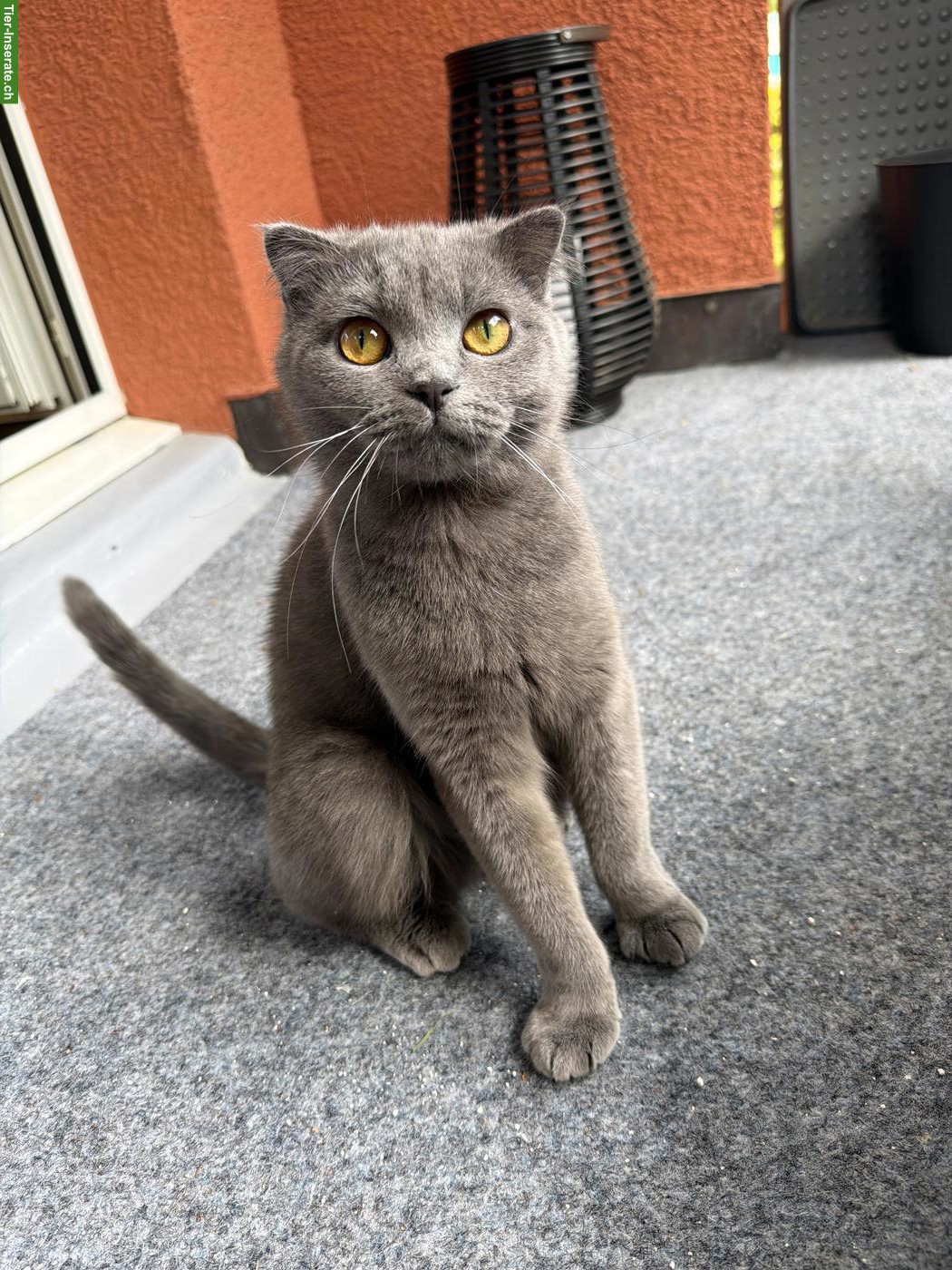 Junge Britisch Kurzhaar Katze sucht neues Zuhause ♥️