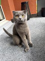 Junge Britisch Kurzhaar Katze sucht neues Zuhause ♥️