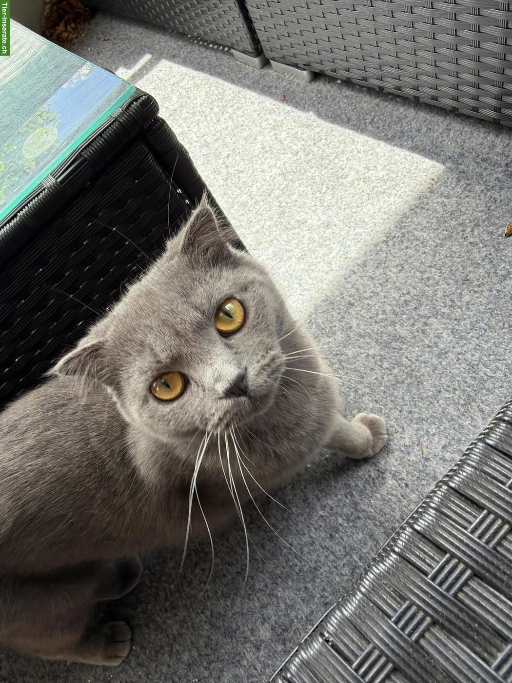 Bild 2: Junge Britisch Kurzhaar Katze sucht neues Zuhause ♥️