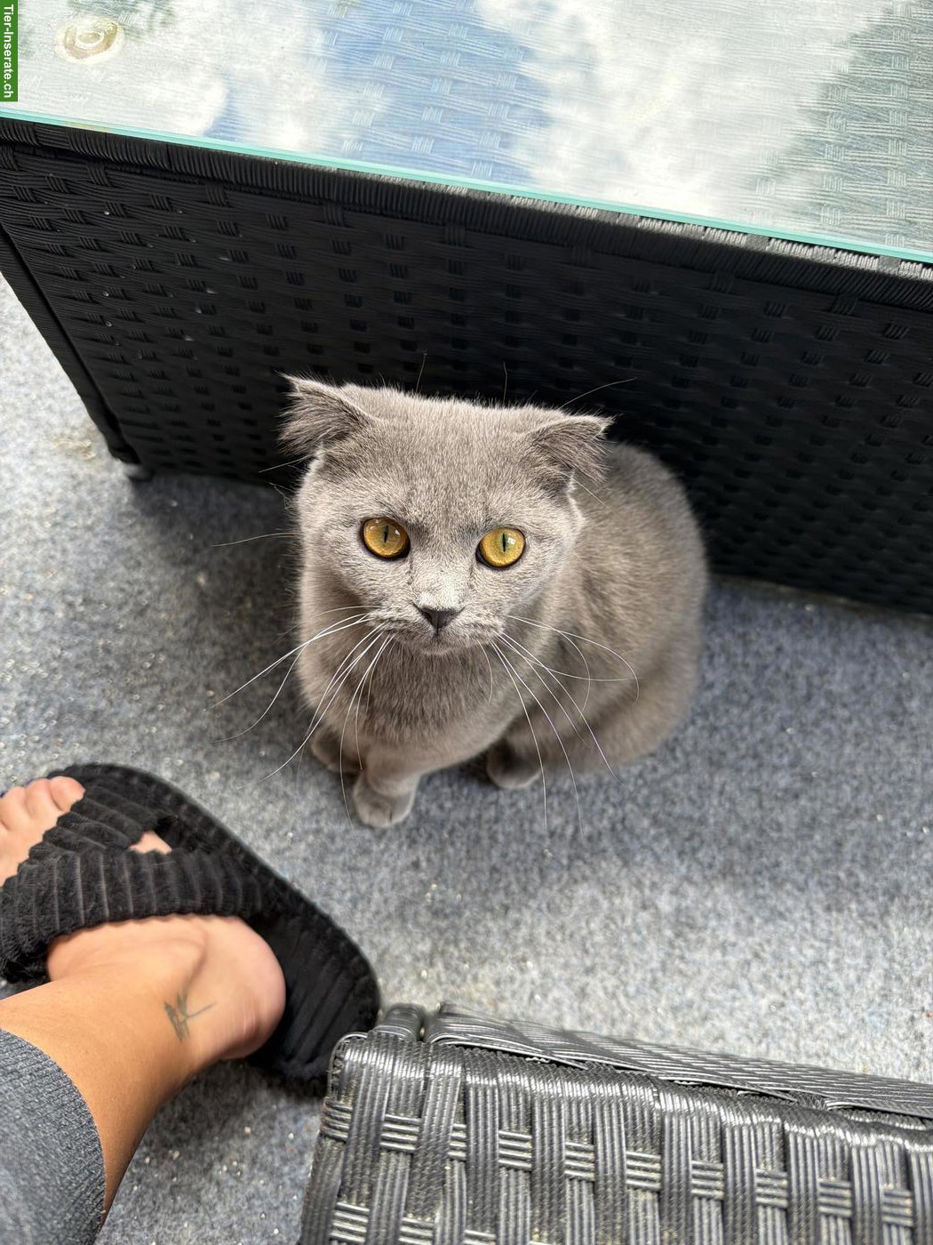 Bild 3: Junge Britisch Kurzhaar Katze sucht neues Zuhause ♥️