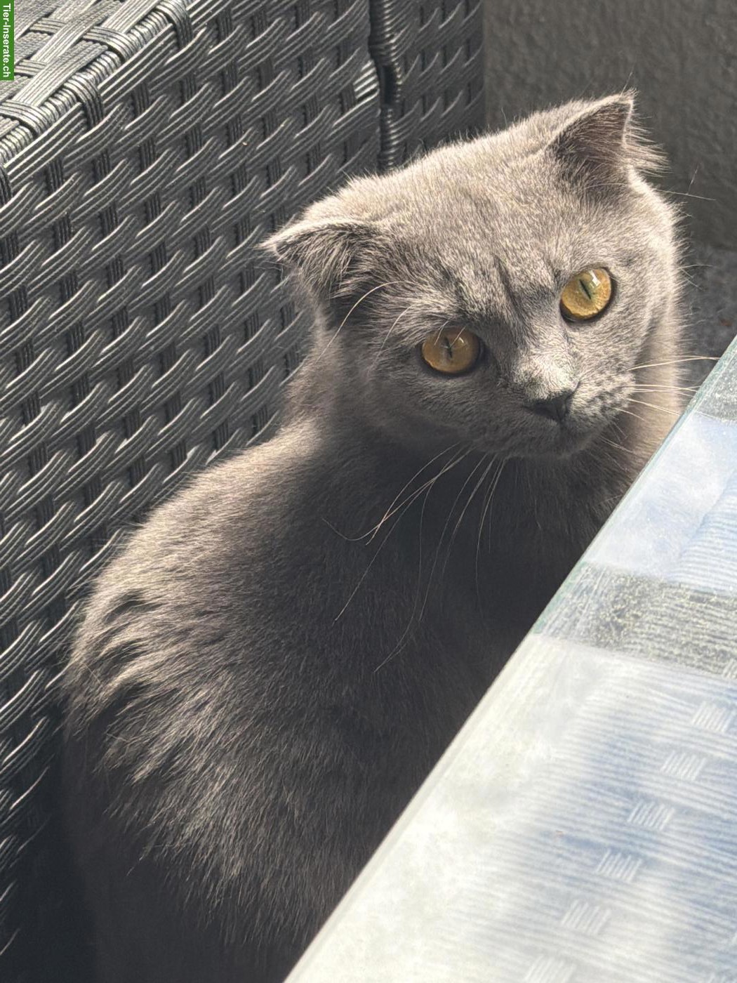Bild 4: Junge Britisch Kurzhaar Katze sucht neues Zuhause ♥️