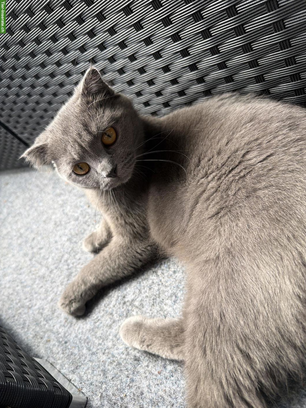 Bild 5: Junge Britisch Kurzhaar Katze sucht neues Zuhause ♥️