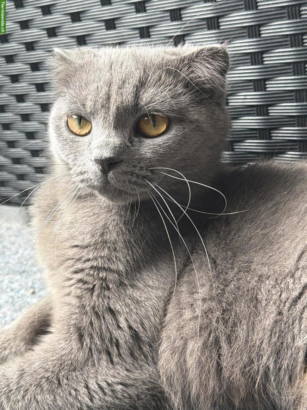 Bild 6: Junge Britisch Kurzhaar Katze sucht neues Zuhause ♥️