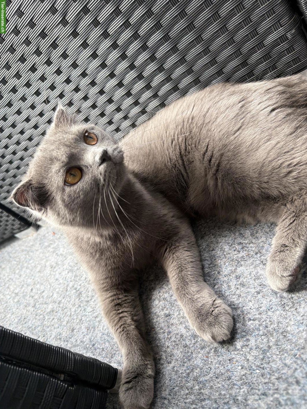 Bild 7: Junge Britisch Kurzhaar Katze sucht neues Zuhause ♥️