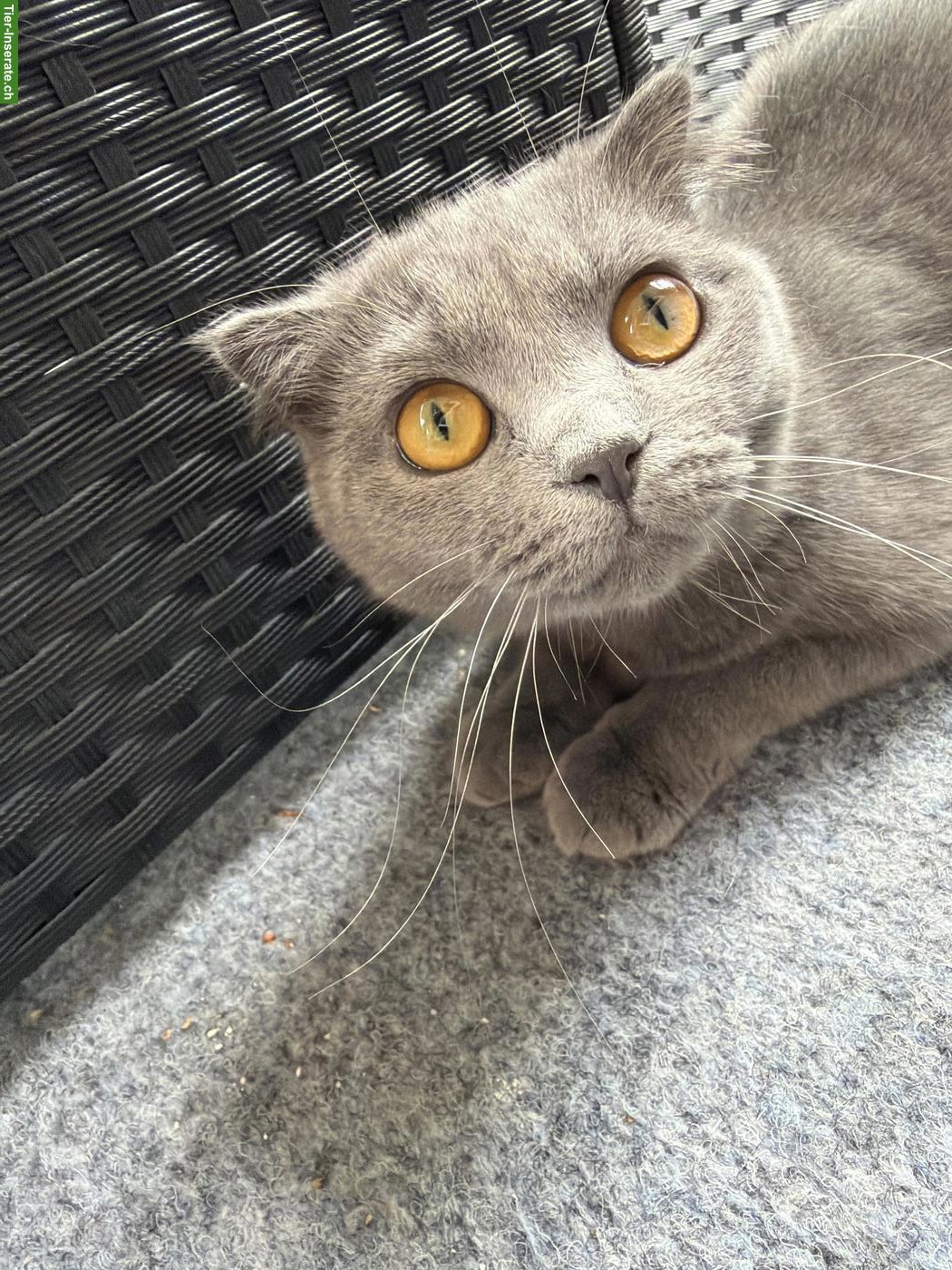 Bild 8: Junge Britisch Kurzhaar Katze sucht neues Zuhause ♥️