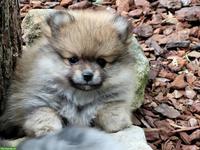 Zwergspitz / Pomeranian Welpen suchen neues Zuhause