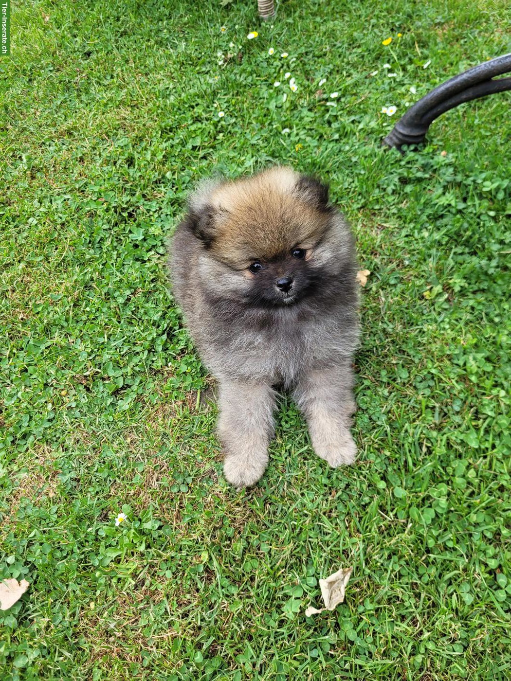Bild 2: Zwergspitz / Pomeranian Welpen suchen neues Zuhause