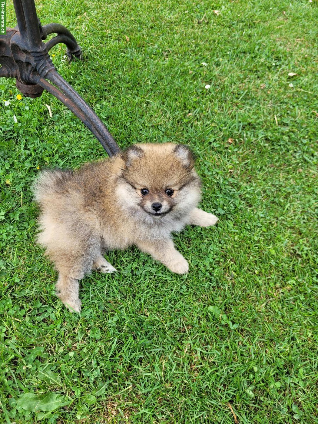 Bild 3: Zwergspitz / Pomeranian Welpen suchen neues Zuhause