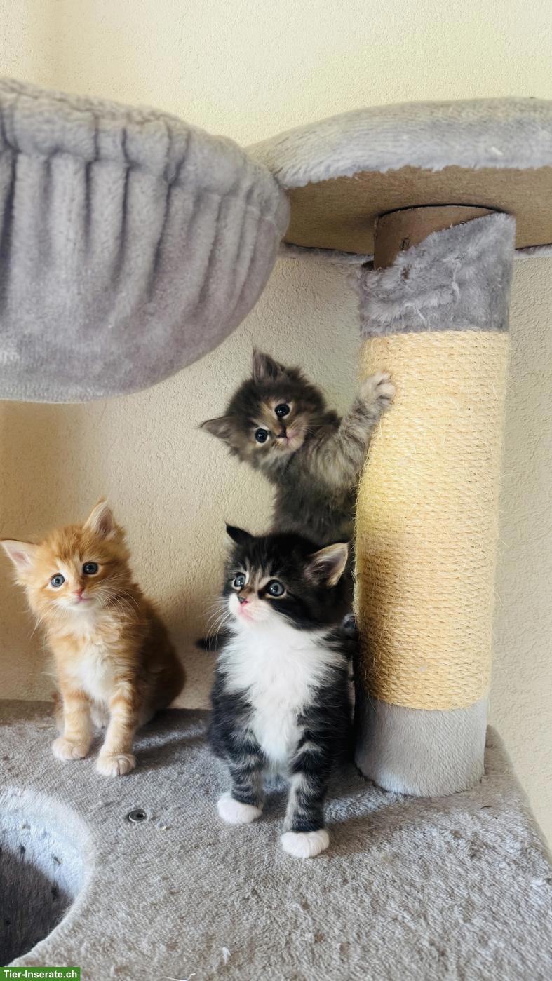 Maine Coon x Norwegische Waldkatze Kitten