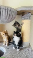 Maine Coon x Norwegische Waldkatze Kitten
