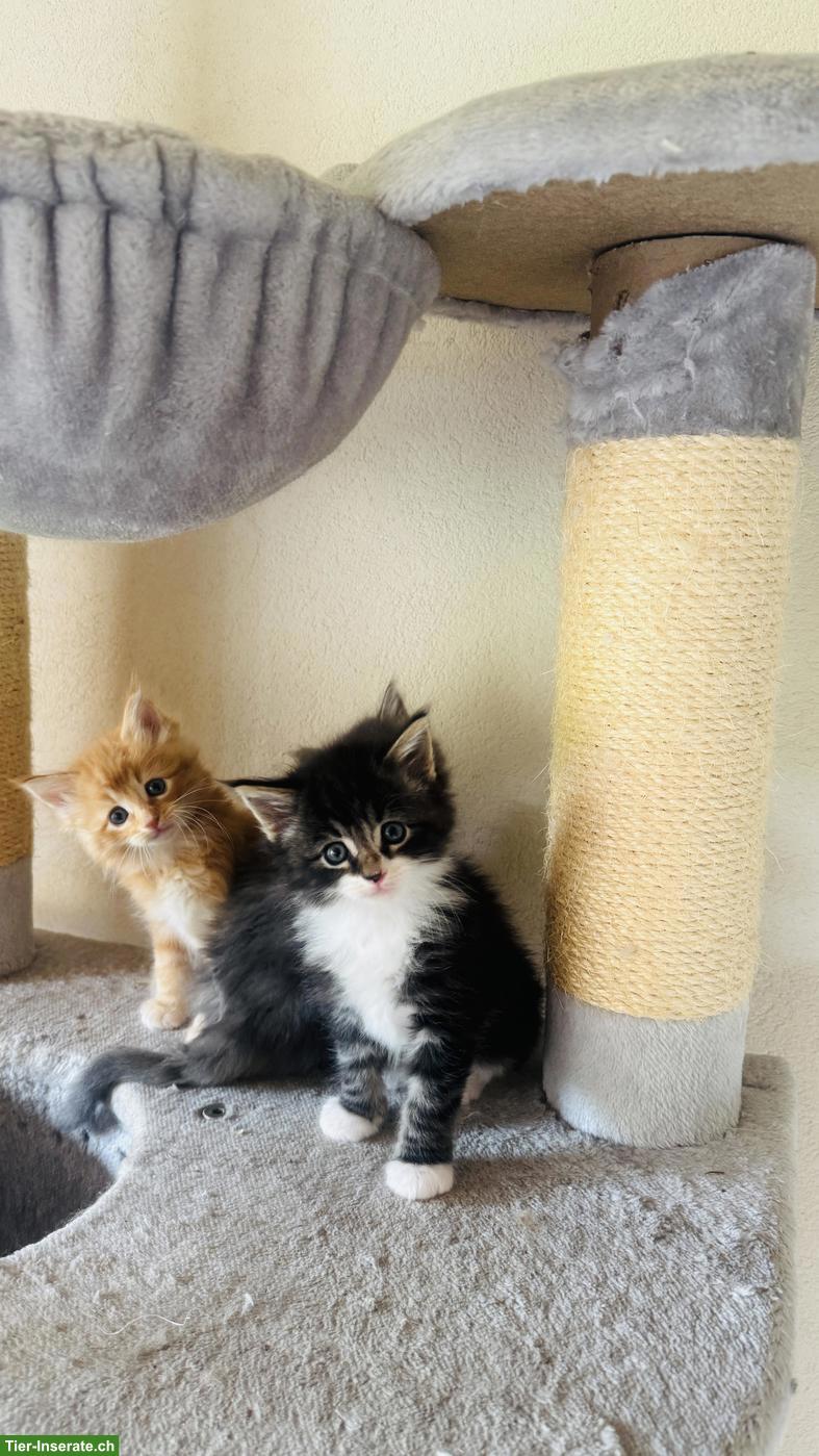 Bild 2: Maine Coon x Norwegische Waldkatze Kitten