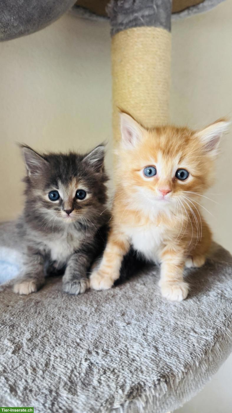 Bild 3: Maine Coon x Norwegische Waldkatze Kitten