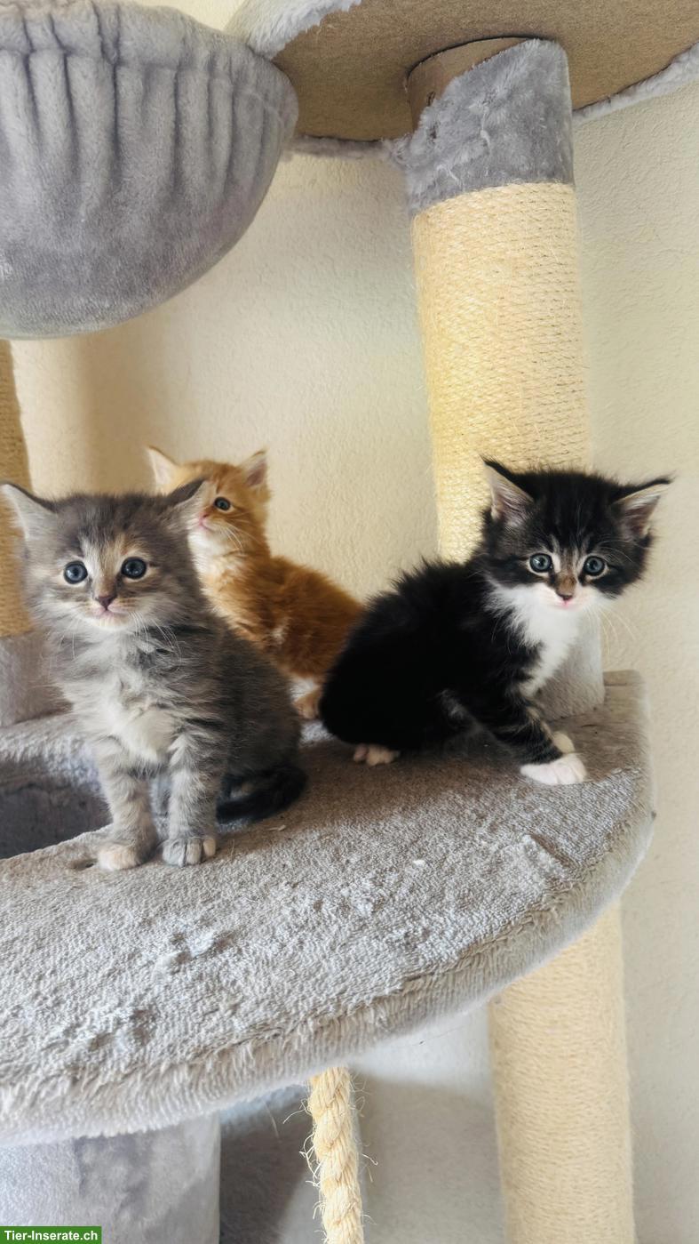 Bild 4: Maine Coon x Norwegische Waldkatze Kitten