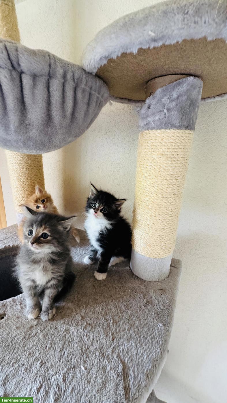 Bild 5: Maine Coon x Norwegische Waldkatze Kitten
