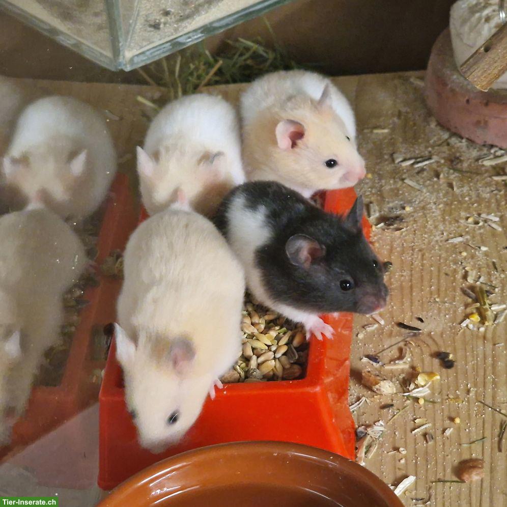 Süsse junge Goldhamster