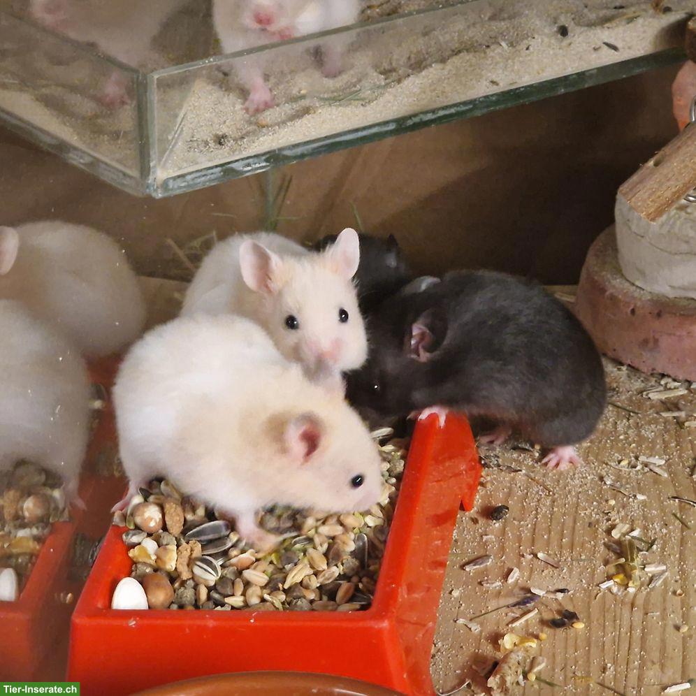 Bild 2: Süsse junge Goldhamster