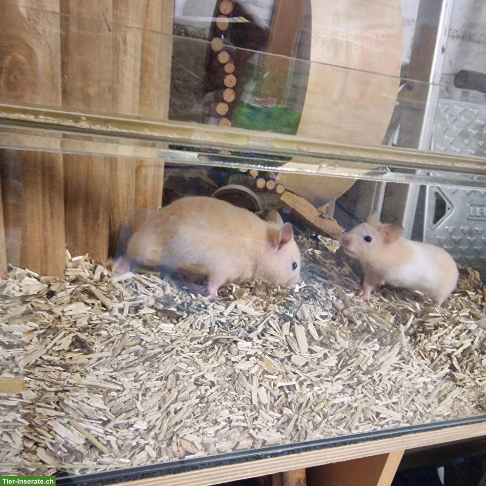Bild 3: Süsse junge Goldhamster