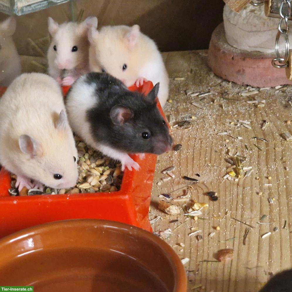 Bild 4: Süsse junge Goldhamster