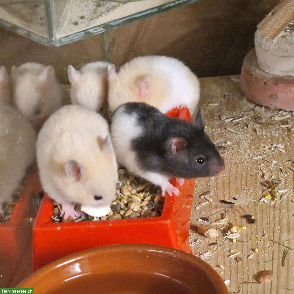 Bild 5: Süsse junge Goldhamster