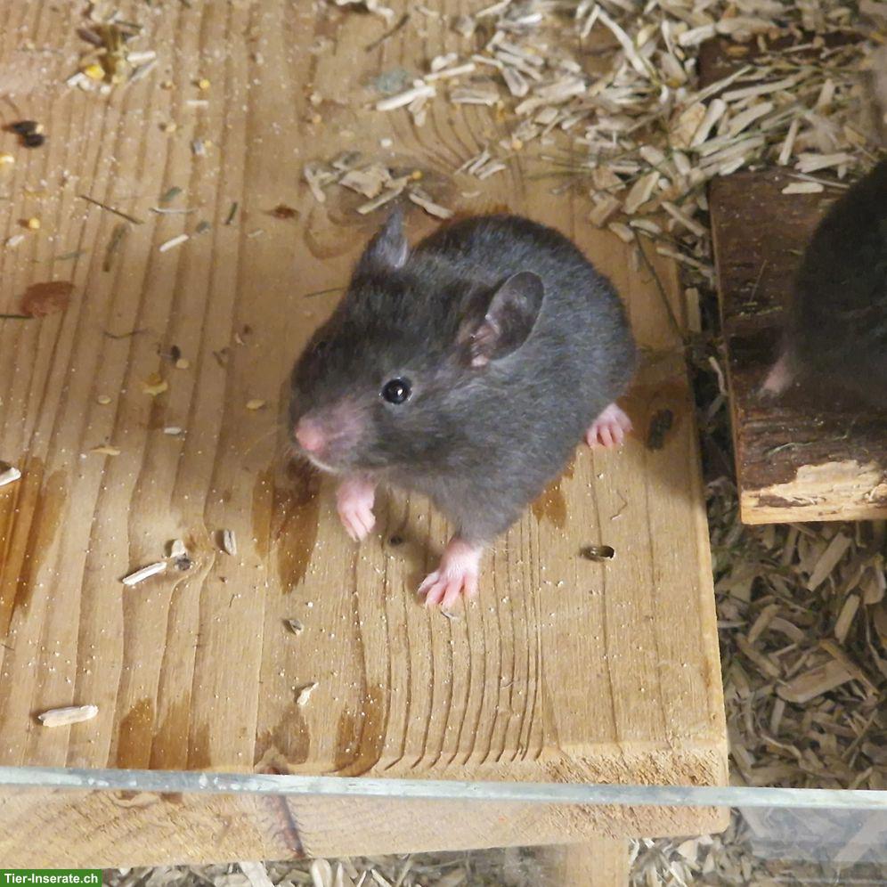 Bild 6: Süsse junge Goldhamster