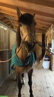 Lusitano x PRE Mix Wallach zu verkaufen