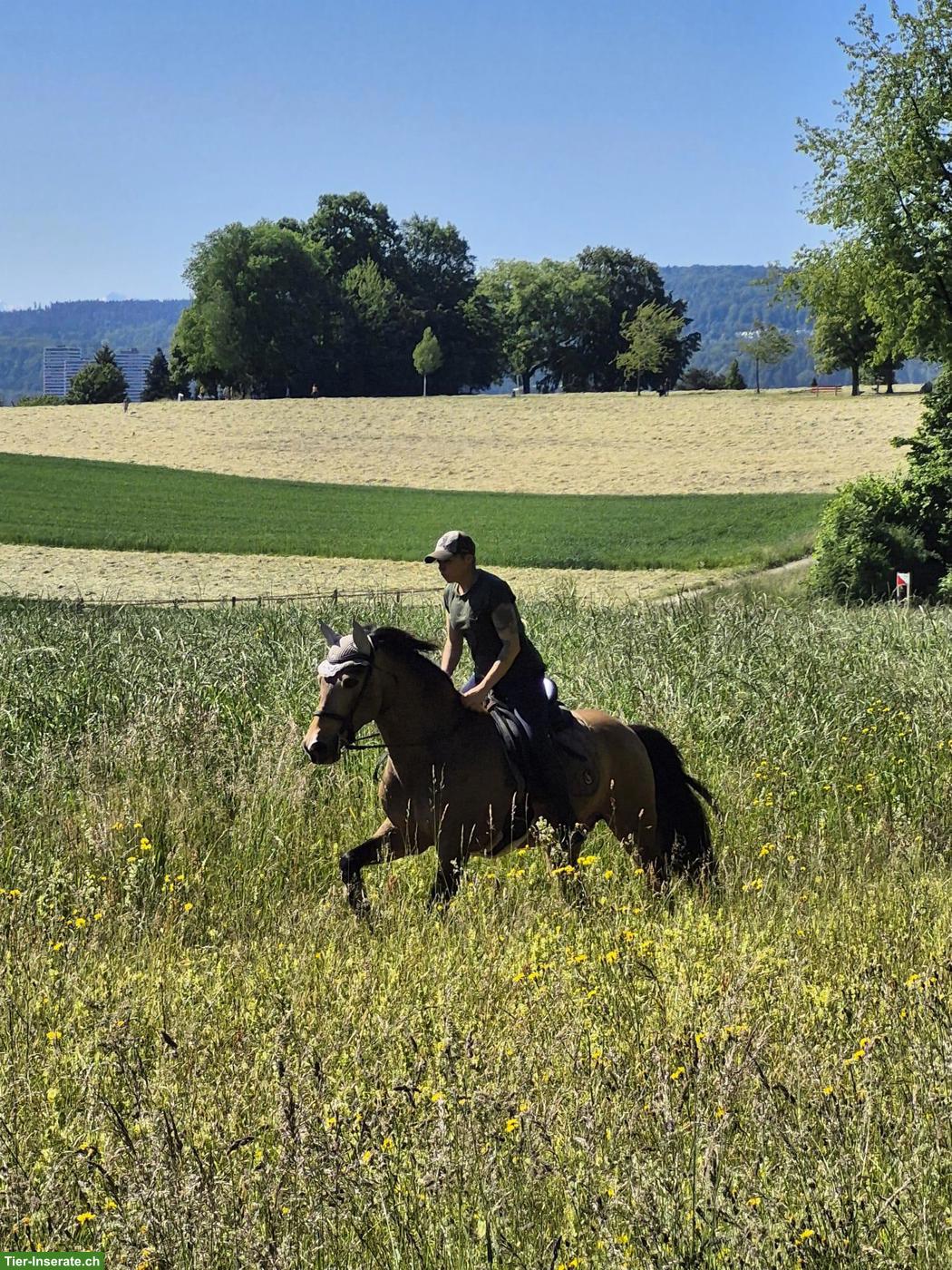 Bild 2: Lusitano x PRE Mix Wallach zu verkaufen