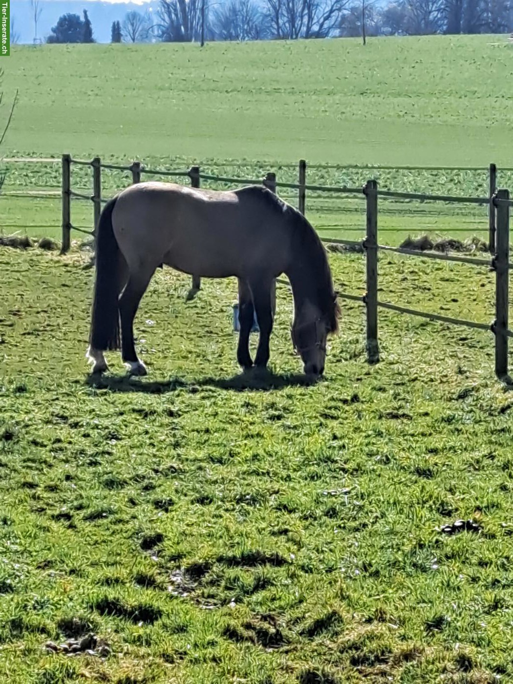 Bild 3: Lusitano x PRE Mix Wallach zu verkaufen