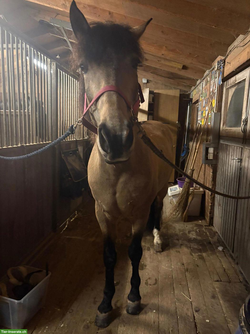 Bild 4: Lusitano x PRE Mix Wallach zu verkaufen