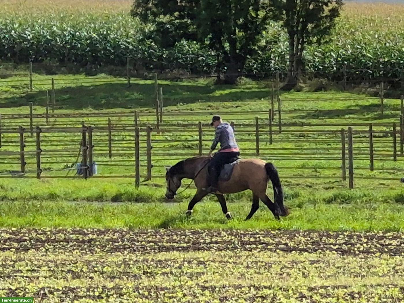 Bild 5: Lusitano x PRE Mix Wallach zu verkaufen