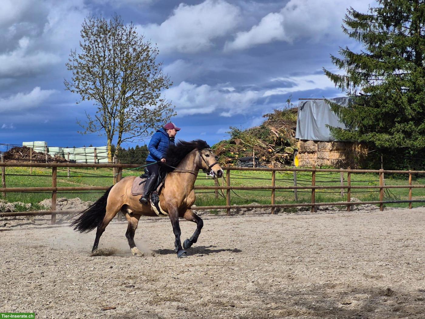 Bild 6: Lusitano x PRE Mix Wallach zu verkaufen