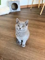 BKH Kitten, Kater sucht liebevolles Zuhause