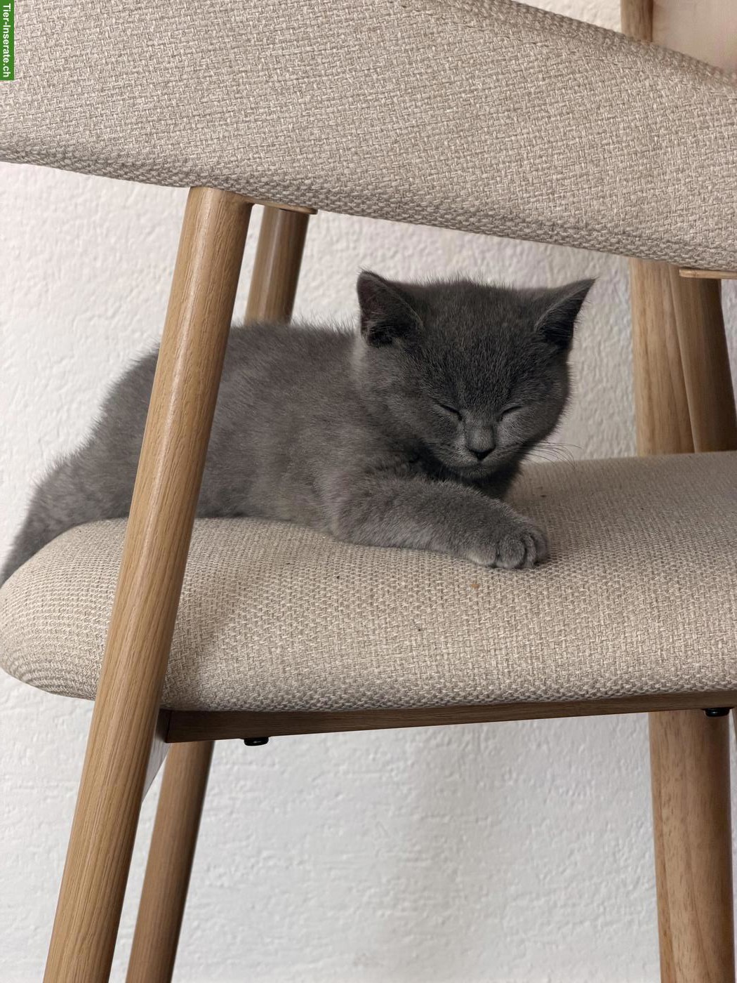 Bild 2: BKH Kitten, Kater sucht liebevolles Zuhause