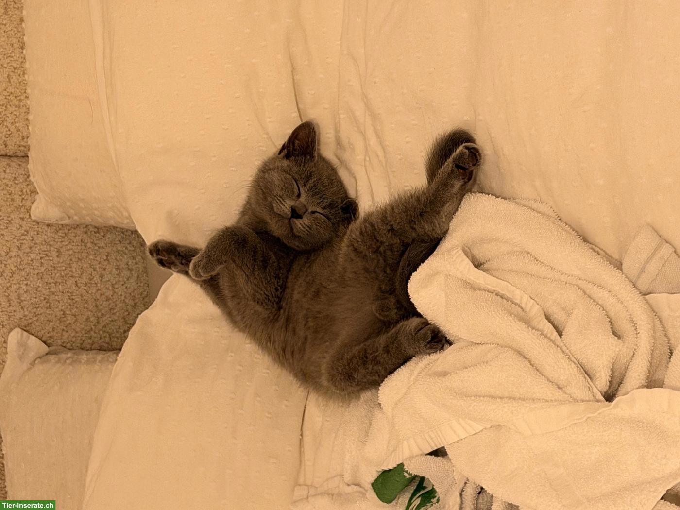 Bild 3: BKH Kitten, Kater sucht liebevolles Zuhause