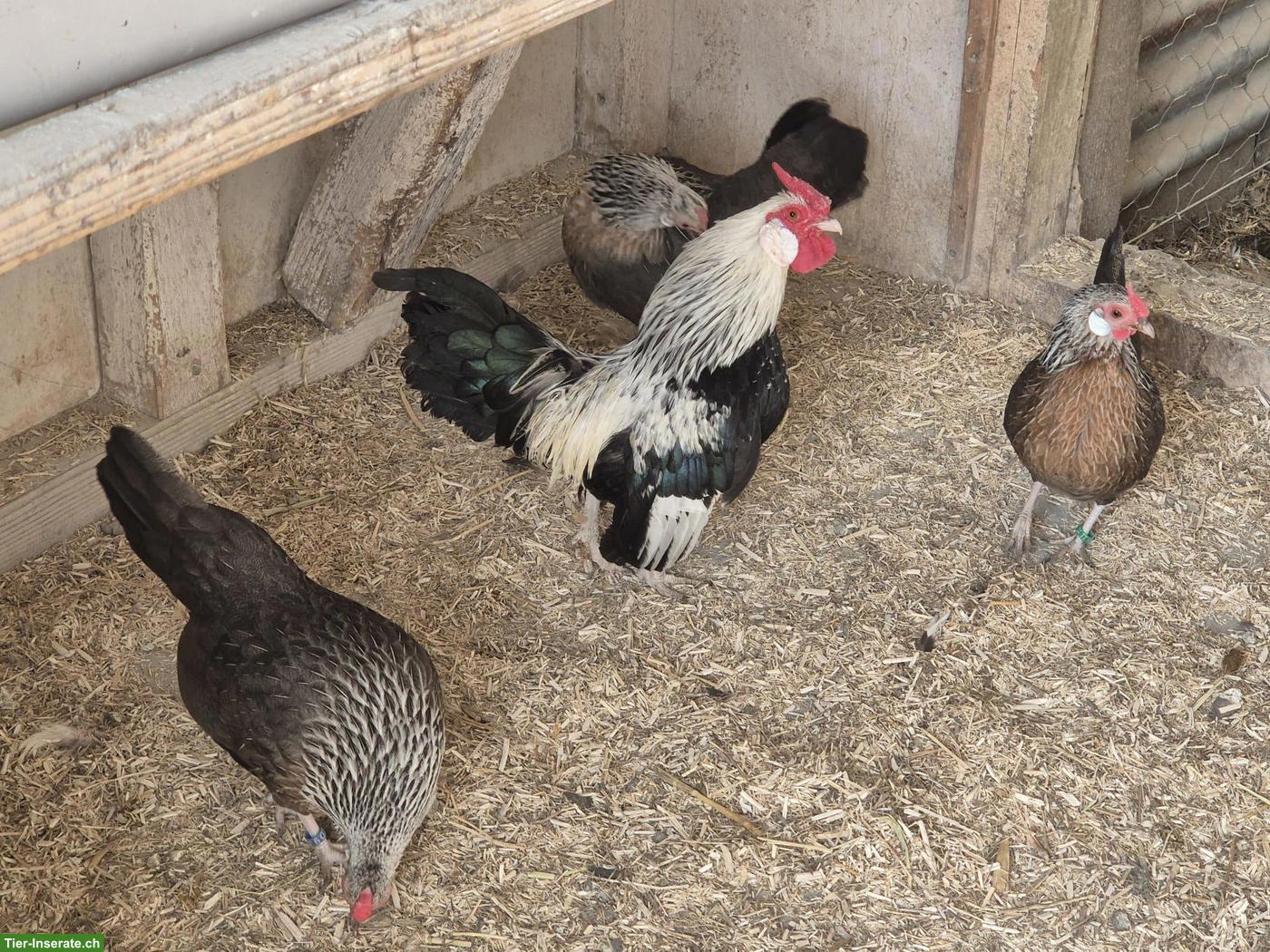 Bantam Hühner-Gruppe mit Hahn