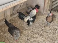 Bantam Hühner-Gruppe mit Hahn