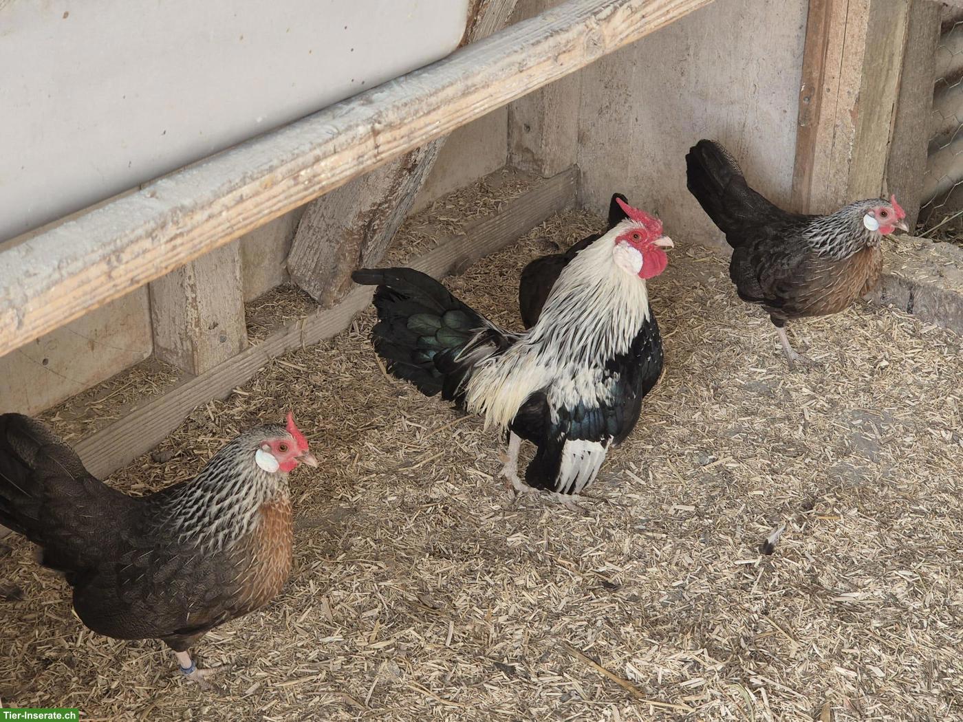 Bild 2: Bantam Hühner-Gruppe mit Hahn
