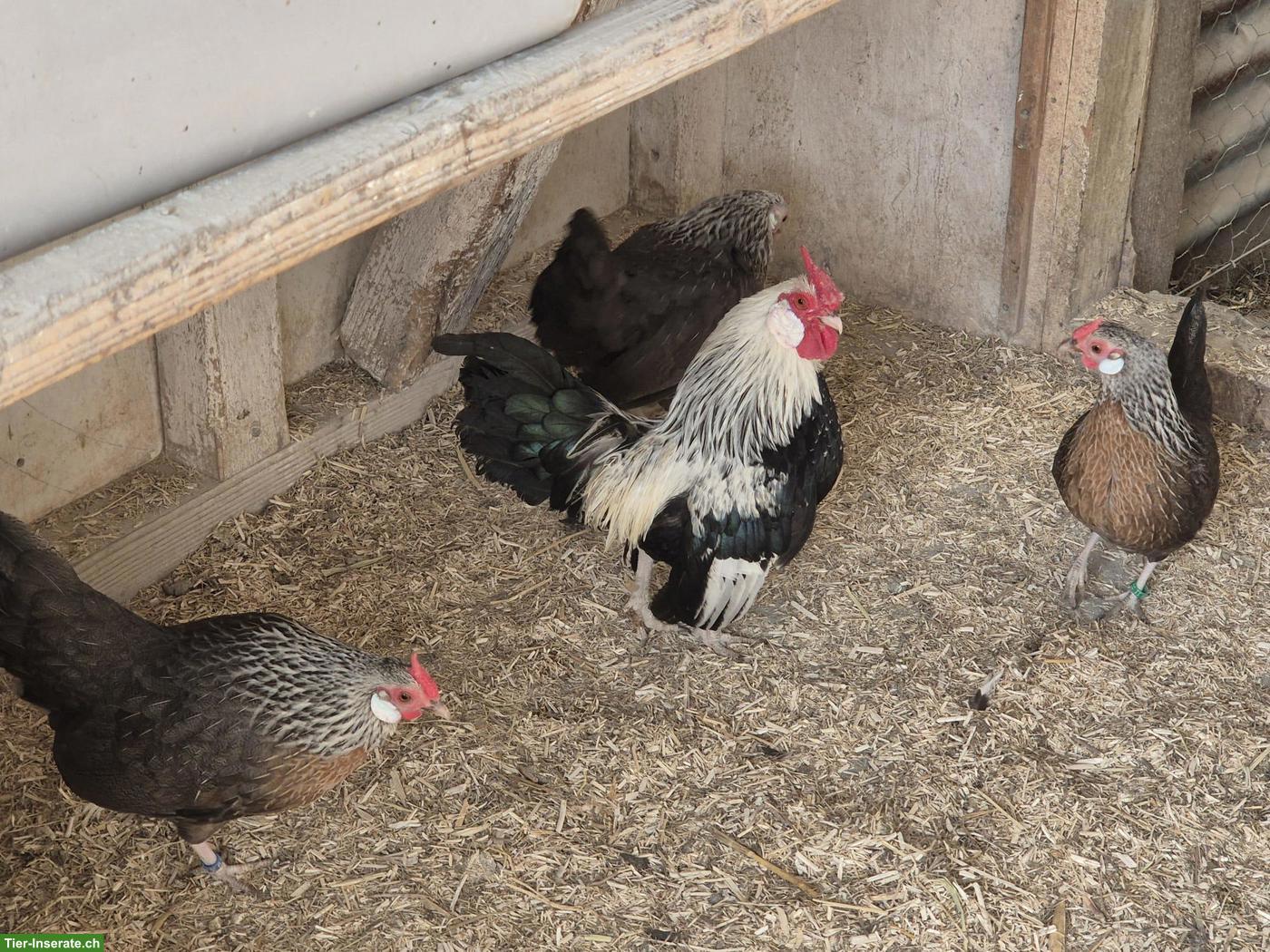 Bild 3: Bantam Hühner-Gruppe mit Hahn