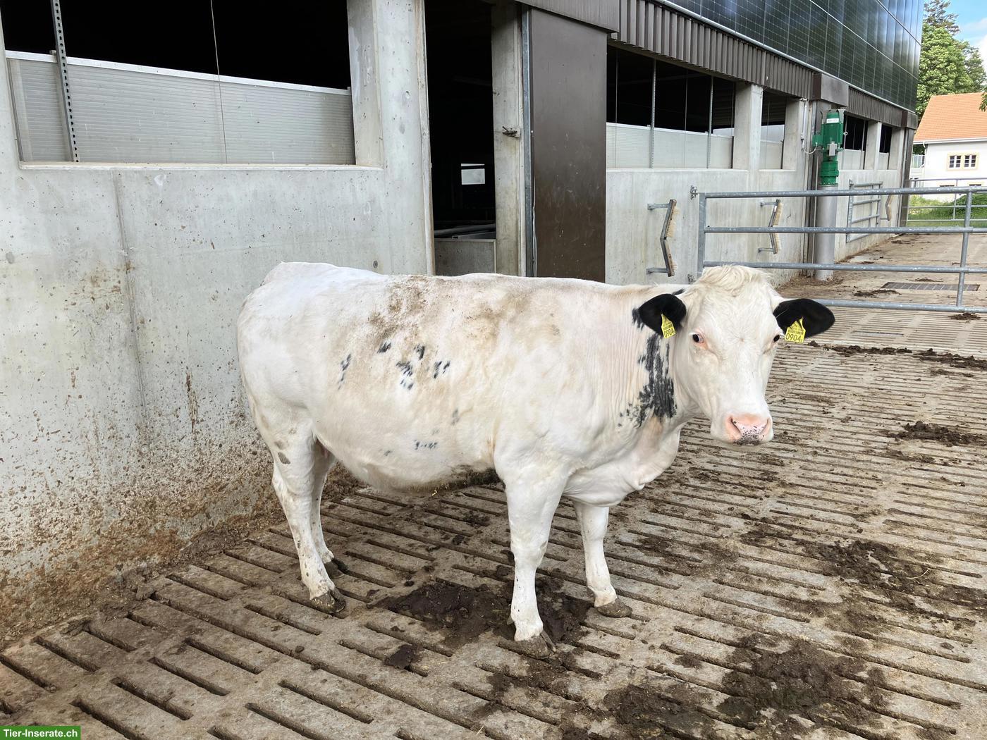 Mutterkuh zu verkaufen, trächtig von Black Angus