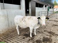 Mutterkuh zu verkaufen, trächtig von Black Angus