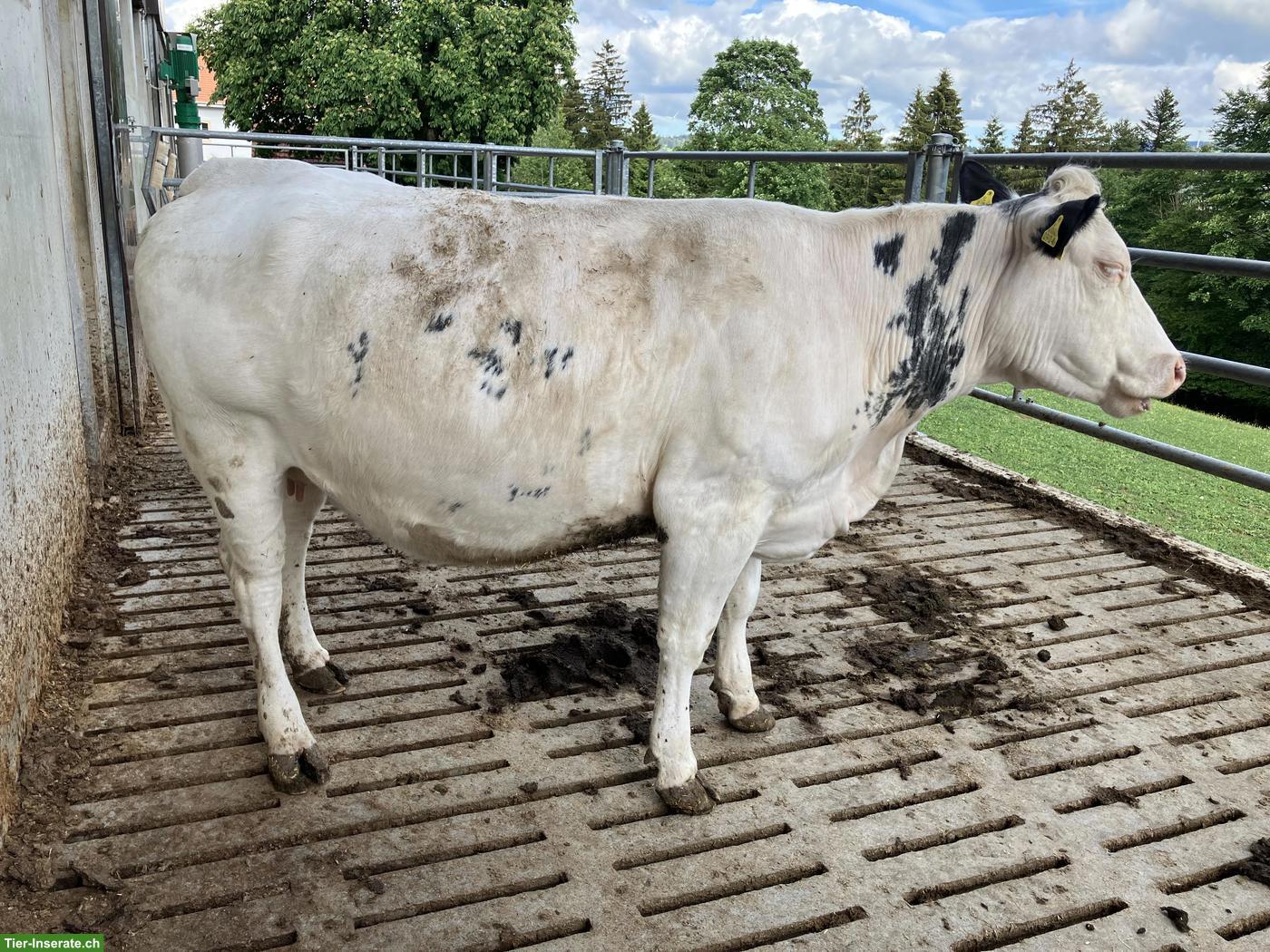 Bild 2: Mutterkuh zu verkaufen, trächtig von Black Angus