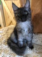 Reinrassige Maine Coon Kitten mit Stammbaum zu verkaufen