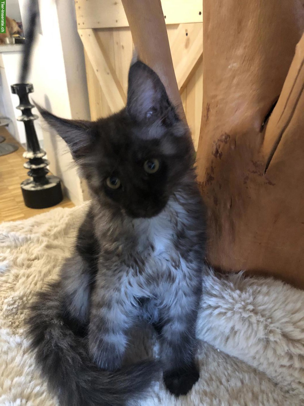 Bild 2: Reinrassige Maine Coon Kitten mit Stammbaum zu verkaufen
